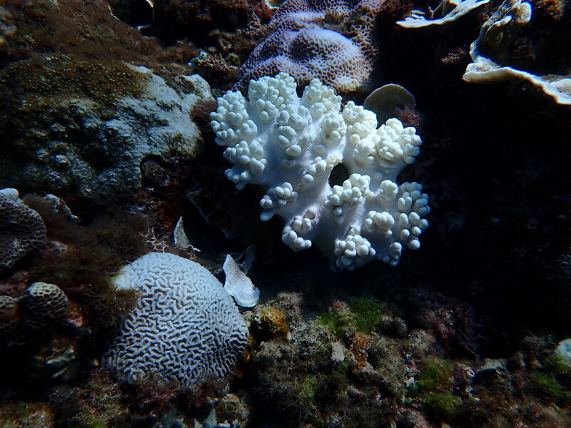 國立海洋生物博物館研究員樊同雲表示，墾丁南灣7月海水平均溫度達攝氏31.1度，而超過30度珊瑚即有發生大白化的風險。墾丁核三廠出水口珊瑚一帶在2020年大白化後恢復得不錯，但近期觀察白化比例也有8成。（潛水教練張育綺提供） (圖：中央社)