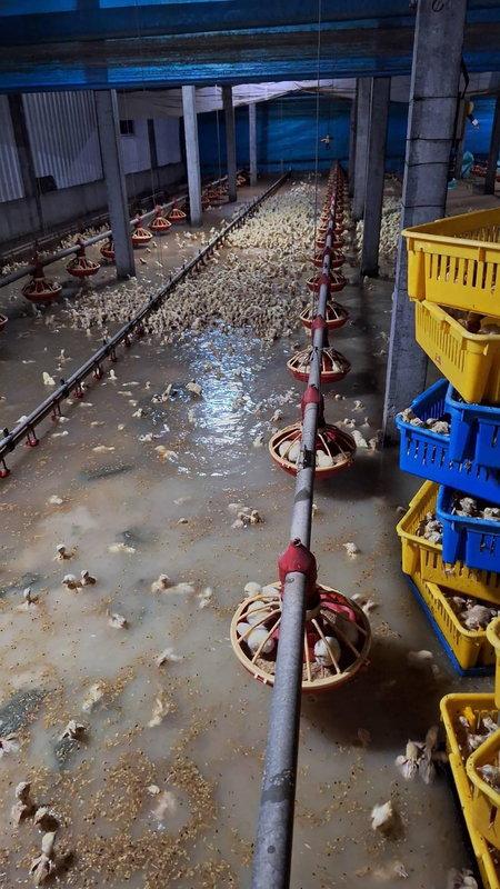 颱風凱米已釀9死2失蹤877人受傷，農林漁牧業產物損失也相當慘重。圖為彰化二林有雞舍進水造成約2.1萬隻小雞泡在水中。（洪子超提供／中央社)