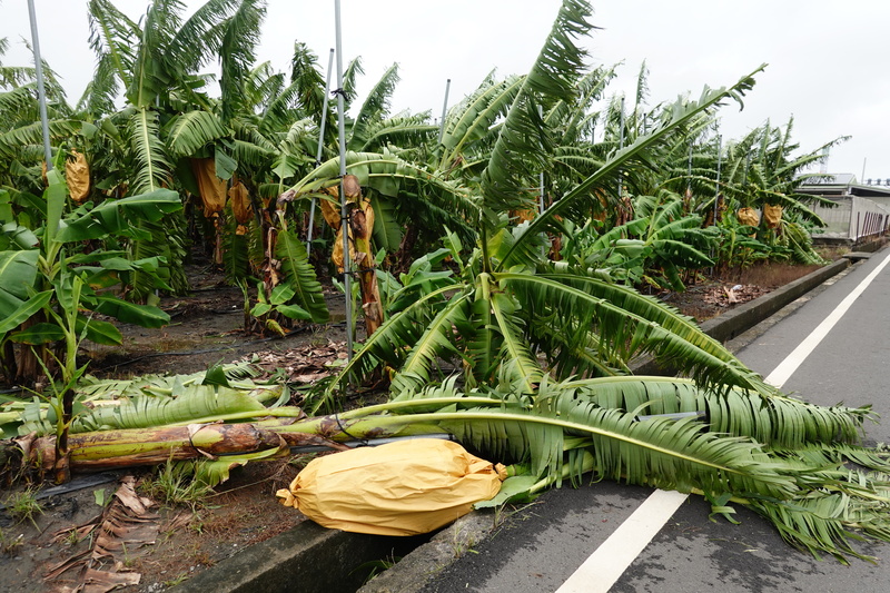 農業部更新颱風山陀兒農損統計，至今天4日傍晚5時，農業產物及民間設施估計損失新台幣2億8927萬元，以屏東近2億元最多，作物以屏東的香蕉最傷。資料照。 (圖：中央社)