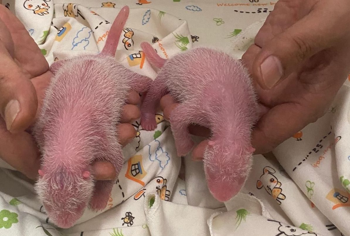 大貓熊盈盈香港誕下龍鳳胎。 (圖:香港海洋公園)