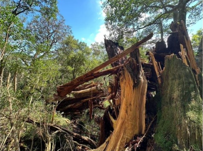 日本位於鹿兒島縣屋久島的3000年神木「彌生杉」，日前疑因颱風而倒塌。(翻攝X平台/@InfoYakushima)