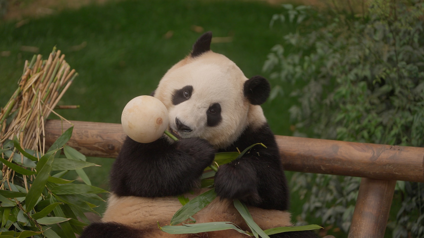 韓國《再見，福寶》貓熊催淚紀錄片在台上映。(車庫娛樂提供)