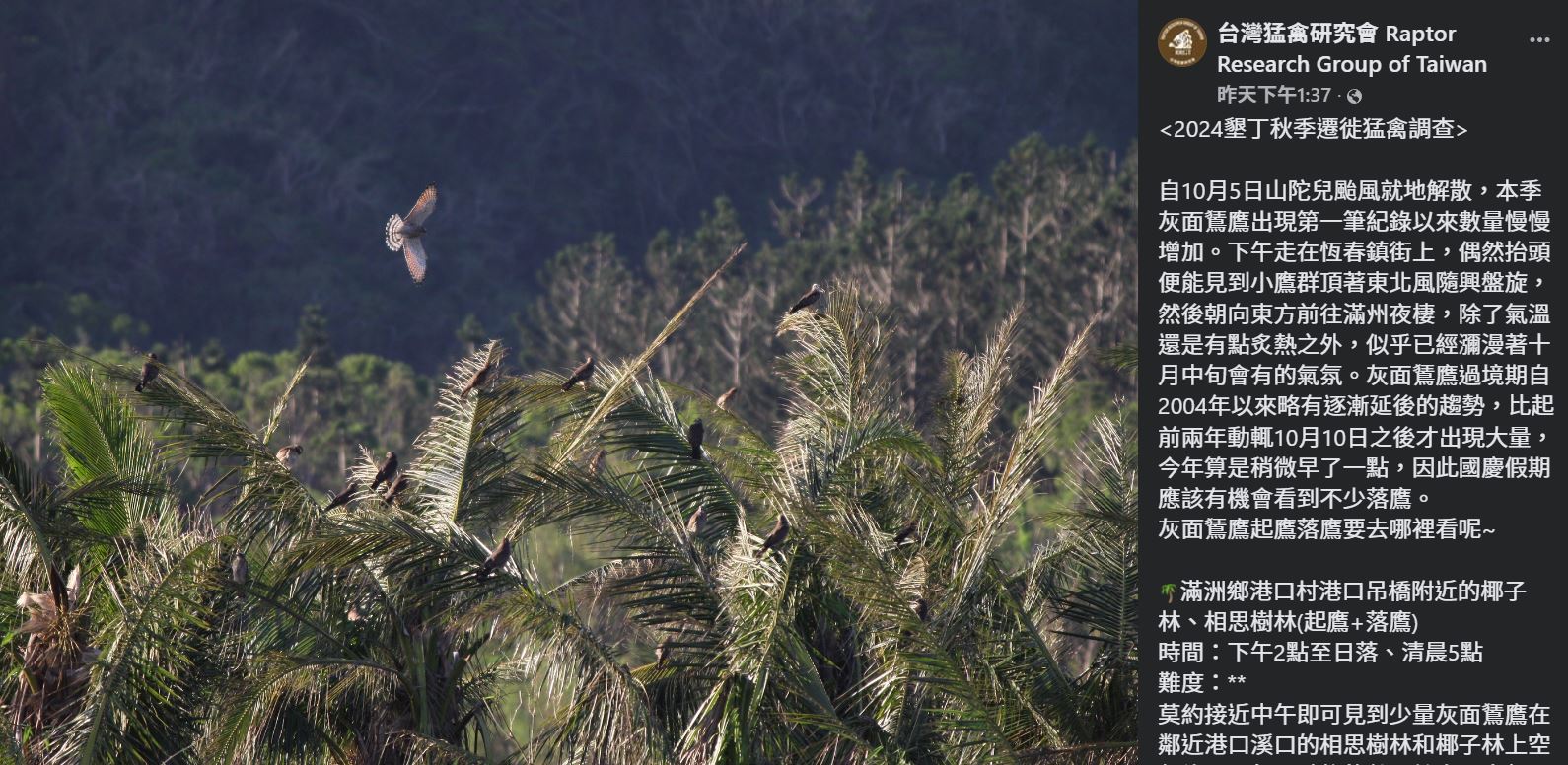 有國慶鳥之稱的灰面鵟鷹。(翻攝台灣猛禽研究會FB)