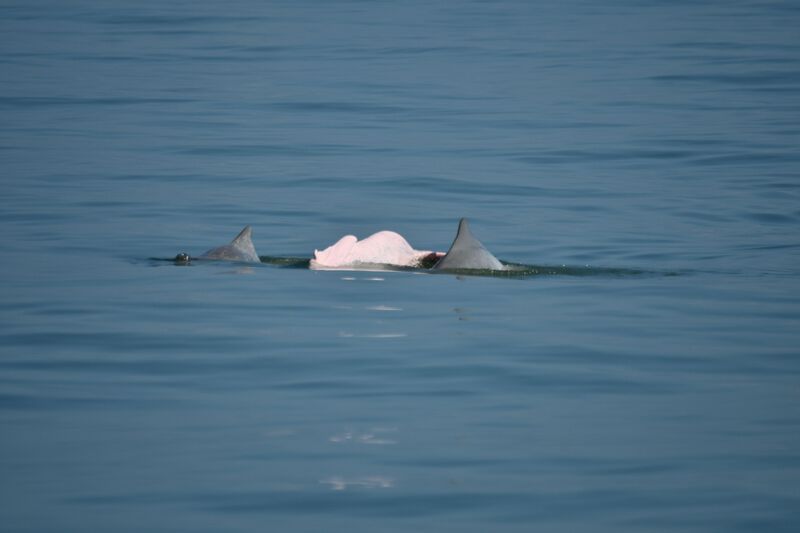 海洋委員會海洋保育署與彰化縣政府29日舉辦活動，表彰對保護白海豚及海洋環境上有貢獻的漁民和導覽員，並公開漁民回報的白海豚影片，讓大眾有機會近距離欣賞台灣西岸美麗白海豚。圖為雲林縣箔子寮漁港外白海豚母子共游影像。(海洋保育署提供)(圖：中央社)