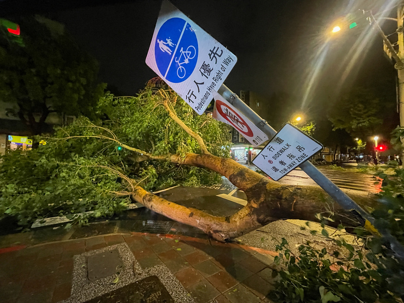 颱風康芮挾強勁風勢來襲，台北市松山區三民路上31日晚間有行道樹不敵強風傾倒、占據雙向車道，路旁行人優先的交通標誌桿也傾斜受損。(圖：中央社)