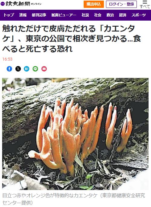 日本讀賣新聞報導，東京都健康安全研究中心表示，火焰茸顏色為紅色或橘色，外形為棒狀，毒性很強。