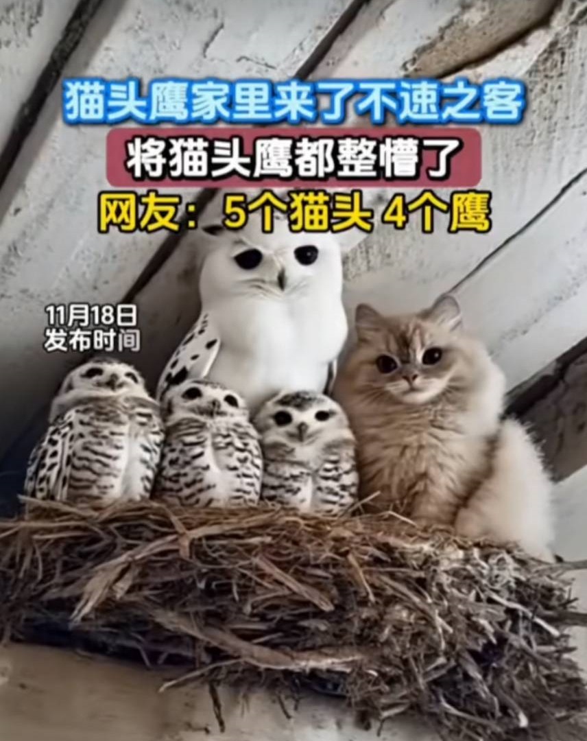 中國陝西有隻貓跑上了貓頭鷹的窩，照顧3個孩子的貓頭鷹媽媽，似乎覺得和貓是「親戚」，而沒有驅趕。(圖取自微信)