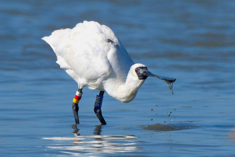 國立屏東科技大學鳥類生態研究室指出，追蹤發現編號N85黑面琵鷺10月要來台度冬時，在東北季風與颱風助飛下，以時速172公里通過台灣海峽，刷新紀錄。（台南鳥會常務理事郭東輝提供） (圖：中央社)