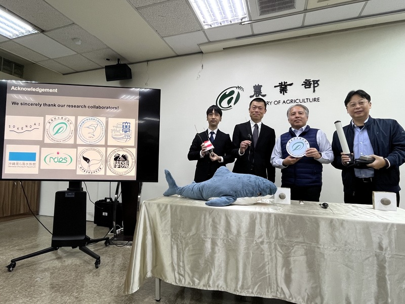 台灣與日本合作研究被國際組織列瀕危等級的灰鯖鮫，農業部水產試驗所23日舉行記者會說明，研究發現將提供國際漁業管理應用。(圖：中央社)