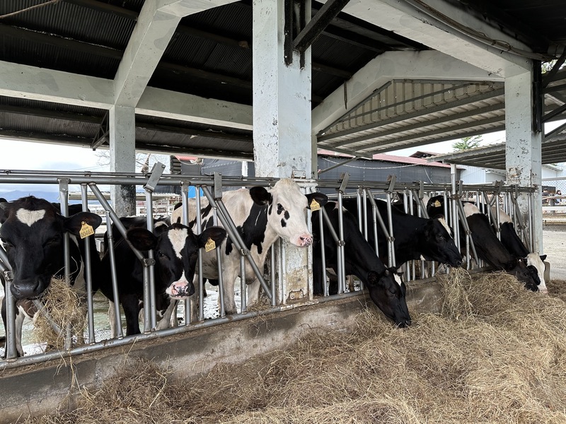 圖為東部酪農飼養的乳牛。(圖：中央社)
