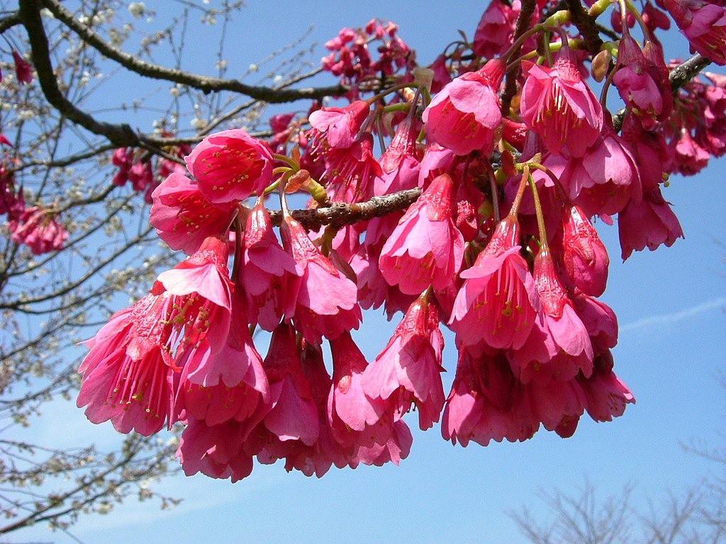 日本沖繩氣象台5日宣布，那霸市末吉公園內的山櫻花(又名緋寒櫻)已開花，是全日本本季最早開花的地方。圖為山櫻花資料照。(翻攝維基百科)