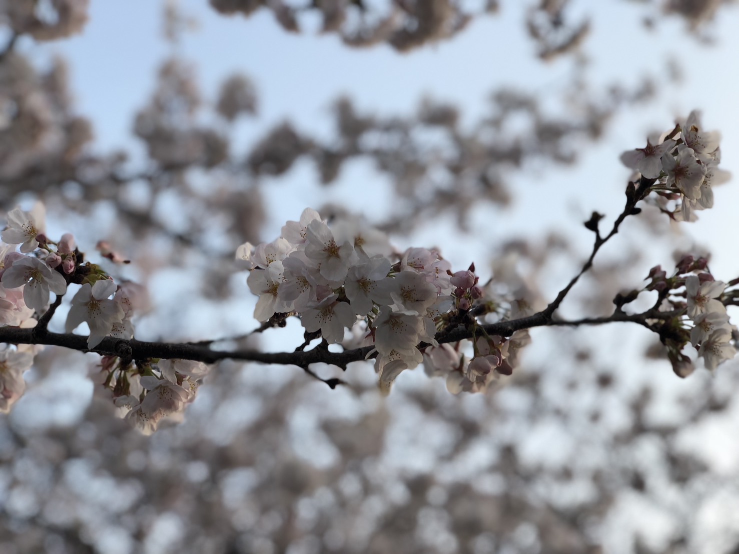 日本最近數日的溫暖天氣加快了櫻花綻放的腳步。(Rti)