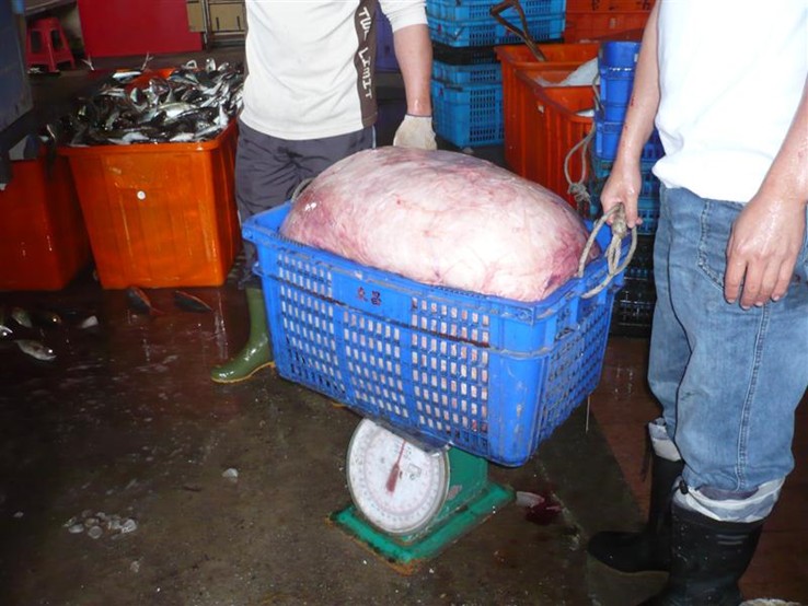 曼波魚可以產出數量龐大的卵，這個卵團重達120公斤