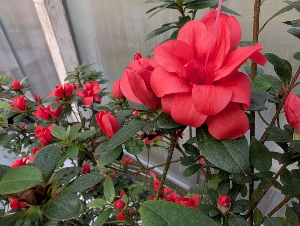 柳枝芳培育而成新品種杜鵑