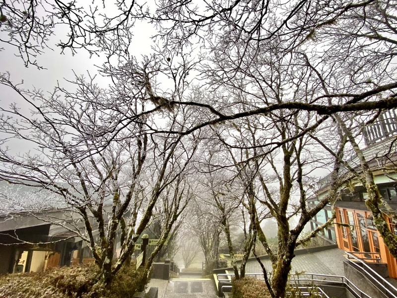 受到強烈大陸冷氣團影響，位於宜蘭縣的太平山國家森林遊樂區17日清晨氣溫雖達攝氏0度，但因水氣不足並未降雪，不過樹梢仍留有霧淞，呈銀白美景。（農業部林業及自然保育署宜蘭分署提供） (圖：中央社)