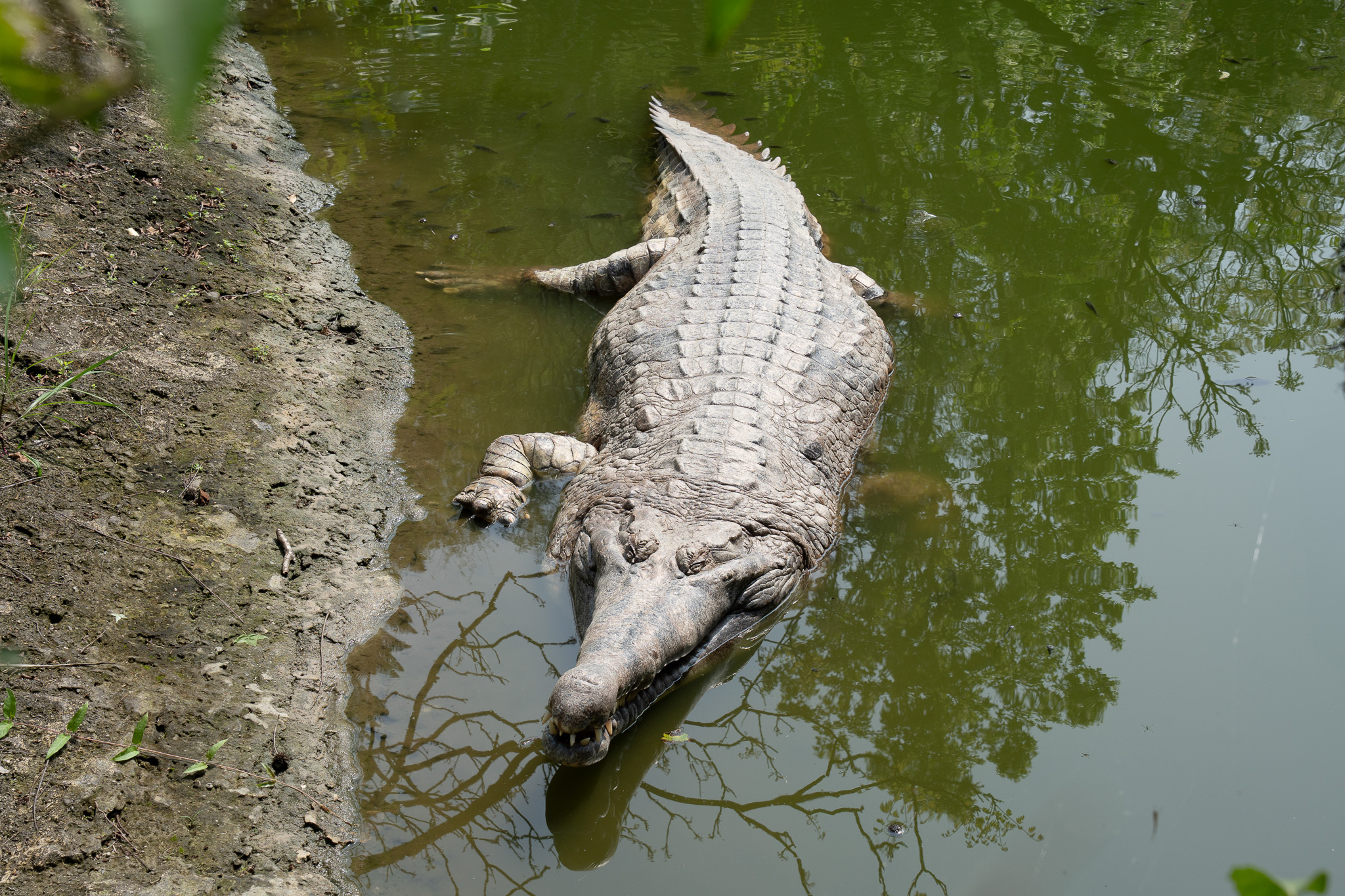 重達700公斤的台北市立動物園馬來長吻鱷「酷龍」，近日「搬家」，回歸整修後的雨林動物區。(台北市立動物園提供)