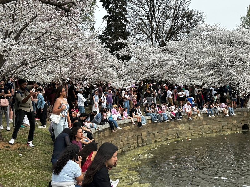 美國華盛頓櫻花季登場，29日吸引大批人潮環繞在潮汐湖畔賞櫻。 (圖：中央社)