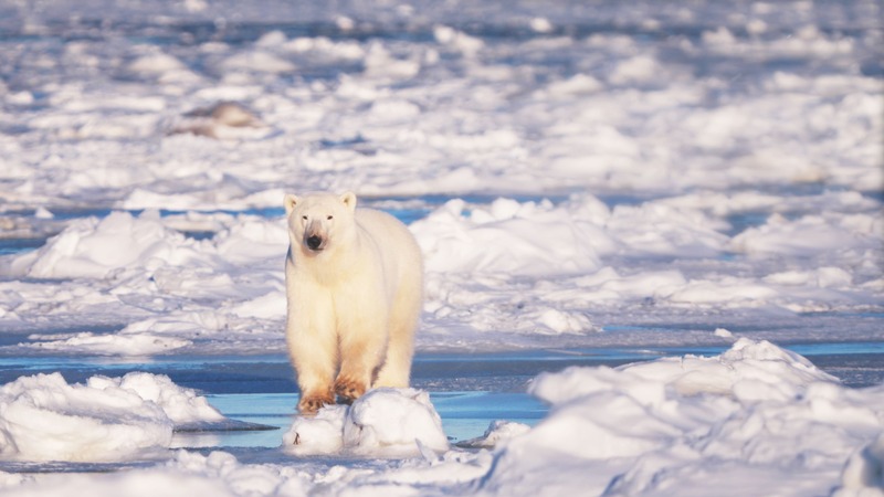 斥資新台幣4000萬打造的台灣首部跨越南北極生態紀錄片「守護我們的星球」24日舉行試映會。(東森電視提供)(圖：中央社)
