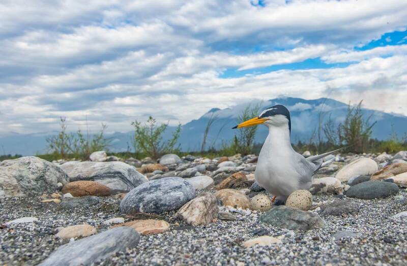 保育類小燕鷗繁殖季即將到來，海洋委員會海洋保育署與多個單位長期合作調查小燕鷗，目前已在新竹、嘉義及台東舉辦3場繁殖季前平台會議，盼透過各單位協調互助，讓小燕鷗能順利到台灣築巢孵蛋。(圖：中央社)