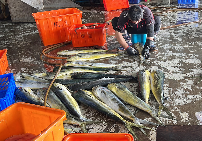 漁民處理入港拍賣的鬼頭刀。(示意圖/中央社)