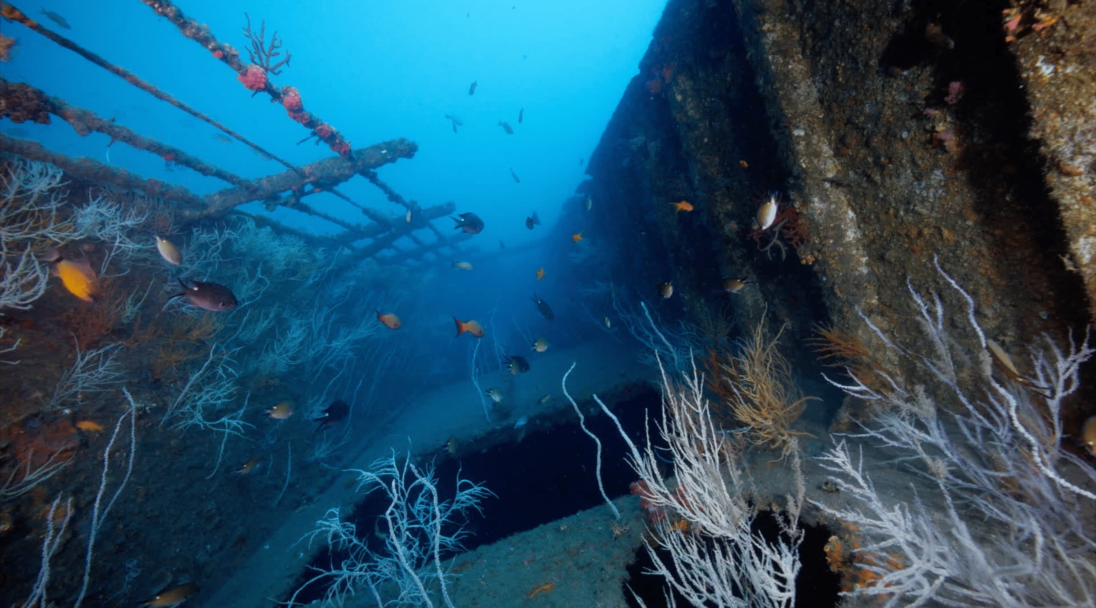 台灣首部深海紀錄片《沈睡的水下巨人》，聚焦沈睡於海底的沈船與其孕育的生命，希望喚醒大眾重視海洋保育。(牽猴子提供)