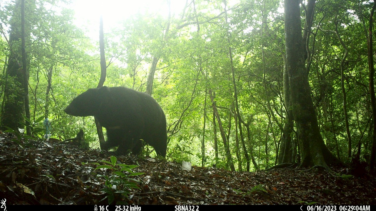4名民眾日前在浸水營古道目擊年幼黑熊奔跑，農業部林業及自然保育署台東分署今天(23日)表示，這是目前台灣黑熊出現在台東最南紀錄。(示意圖/林保署新竹分署提供)