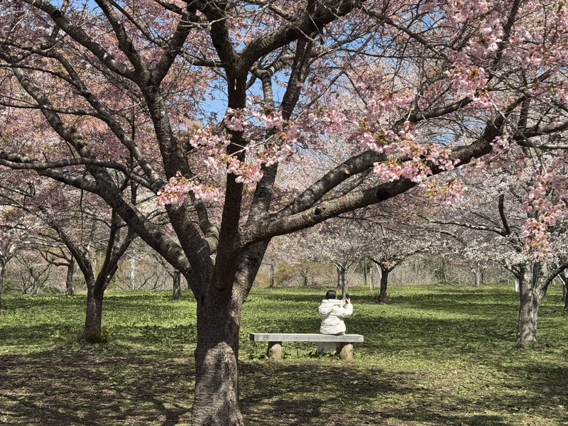 日本二三線城市旅遊崛起，以近期剛開航的日本大分縣為例，台灣旅客113年僅次韓國排名第2，圖為旅客在大分縣枝垂櫻之里賞櫻。 (圖：中央社)