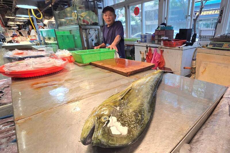 美國高關稅新政引發國際經濟動盪，也影響台灣鬼頭刀對美輸出，台東、屏東與宜蘭漁民、加工廠及出口商皆受影響。中央社記者沈如峰宜蘭縣攝 114年4月11日 (圖：中央社)