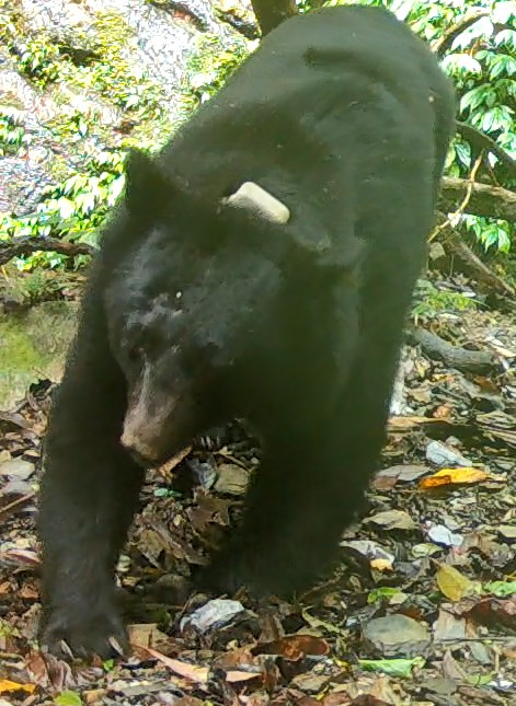 台灣黑熊多次入侵卓溪部落掠食雞犬。(照片由林保署花蓮分署提供)