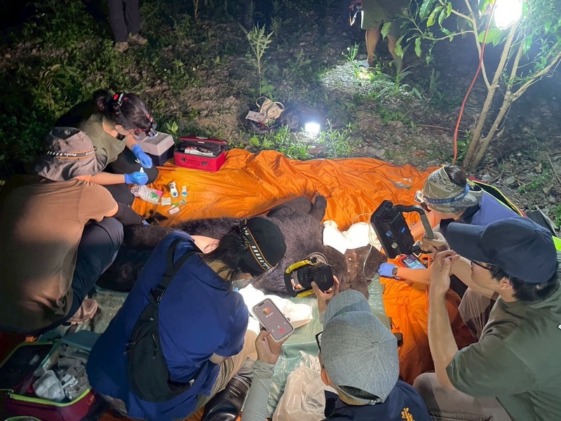 連日侵擾花蓮卓溪部落的黑熊不僅偷吃民眾飼養雞隻，還掠食4隻家犬，林保署與族人組隊巡護及驅趕，21日晚間目擊黑熊再度掠食犬隻，且黑熊作勢攻擊人，隊員隨即開一槍，黑熊中槍後因傷重以深度麻醉人道處理。（林業及自然保育署花蓮分署提供） (圖：中央社)