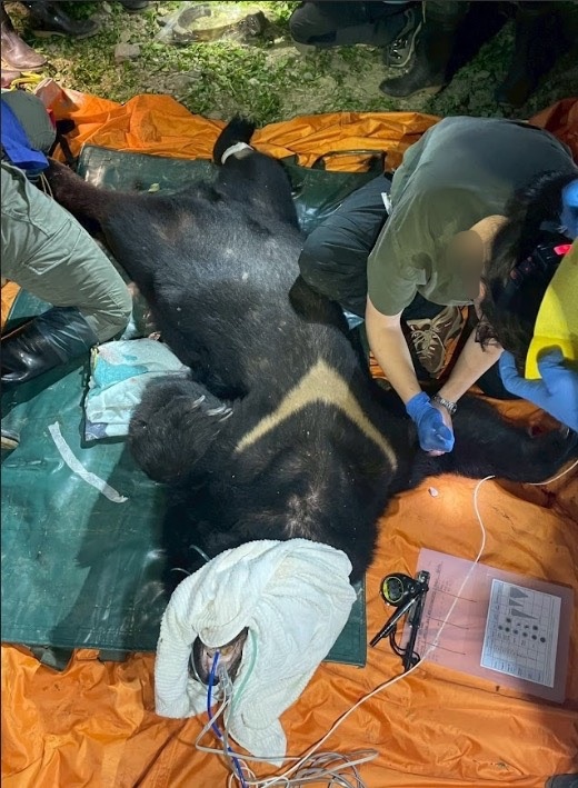 試圖攻擊人的台灣黑熊遭巡守隊開槍傷重不治。(照片由林業及自然保育署花蓮分署提供)