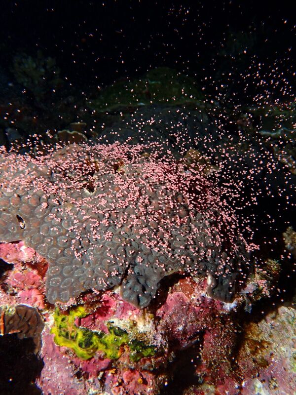 中央研究院生物多樣性研究中心25日表示，經人員觀察，發現2025年台東綠島海域珊瑚產卵狀況還不錯，已有10%珊瑚開始產卵，預估會在5月13日滿月後的第5天開始爆發，也就是5月18日至20日將進入綠島珊瑚產卵最高峰。(圖：中央社)