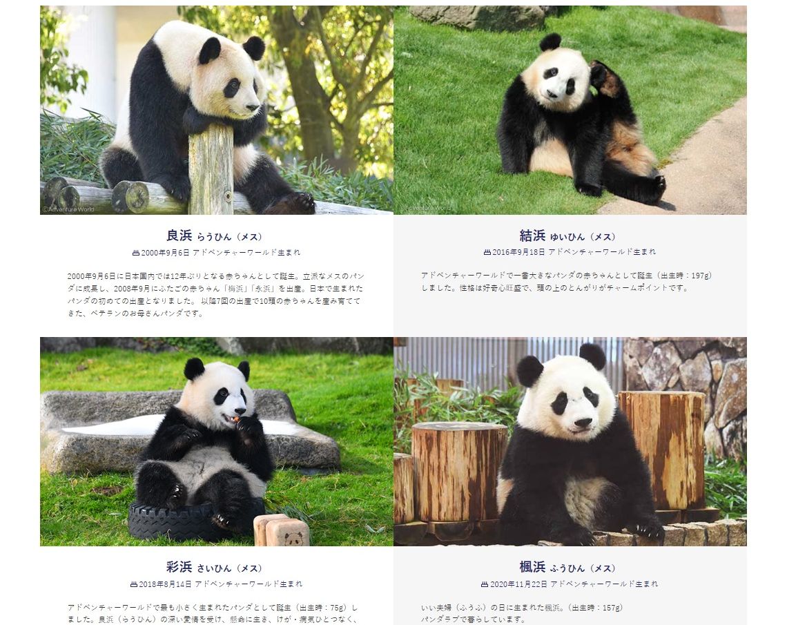 租約到期，日本和歌山縣主題公園4頭大貓熊將返中。 (圖:翻拍自樂園官網)
