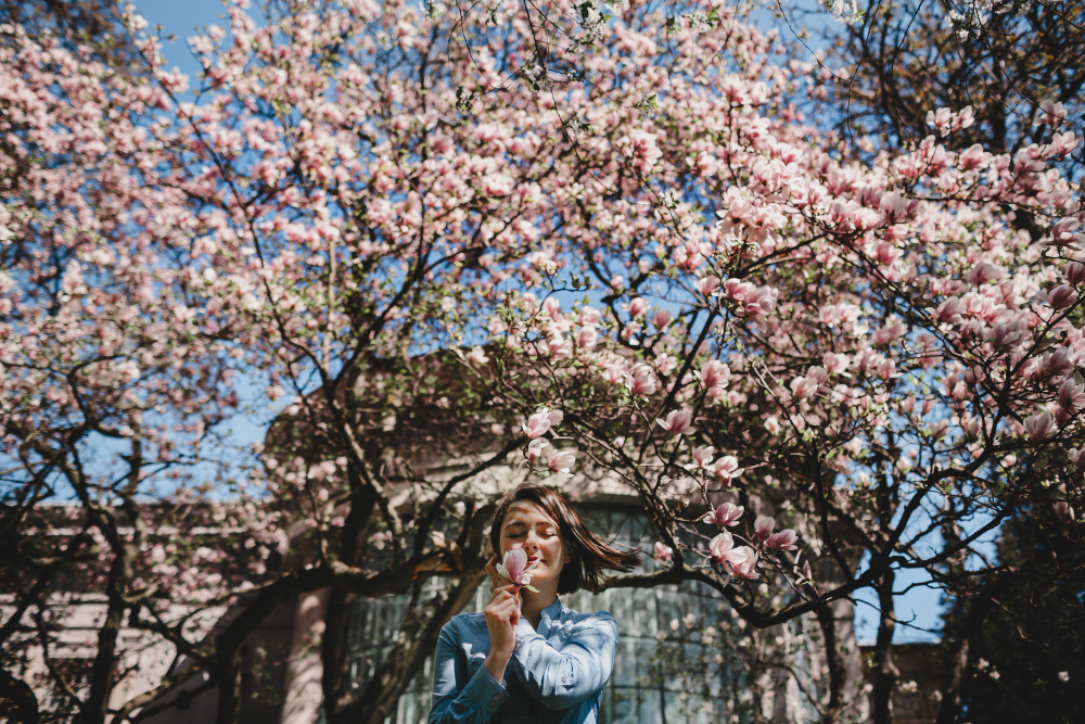 根據捷克民間傳說，若女孩未能於情人節當天，在櫻花樹下獲得親吻，將會在接下來一年「枯萎」。(示意圖：freepik)