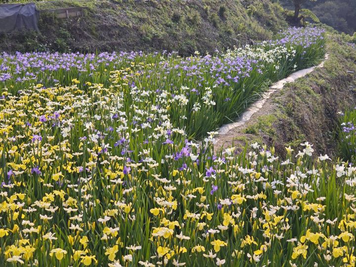 嵩山社區山梯田鳶尾花綻放 本照片轉載自新北市農業局官網