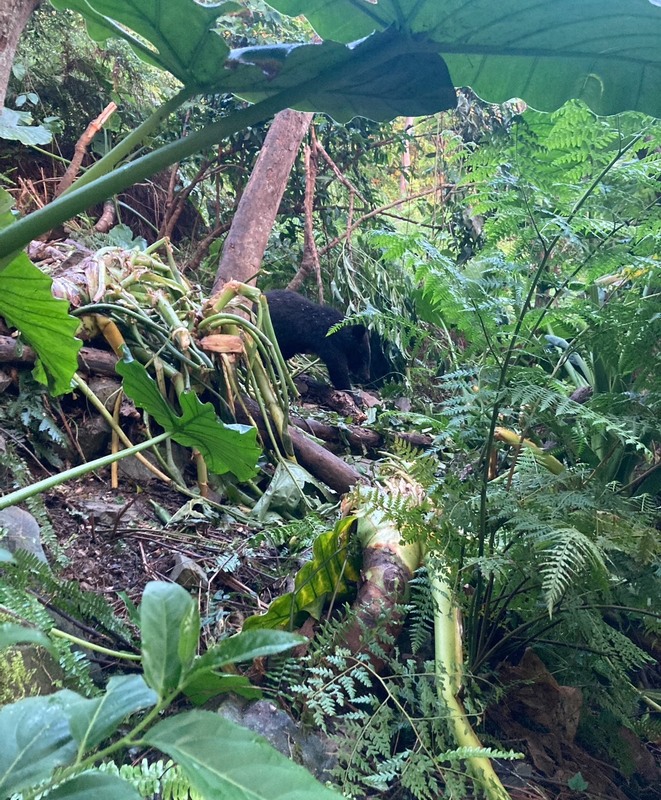 林保署台東分署5日接獲卑南鄉下賓朗部落族人通報，在斑鳩地區林地發現台灣黑熊受困套索。隨即前往救援。圖為黑熊受困套索陷阱現場狀況，黑熊被救送醫後仍不治。(圖：中央社)