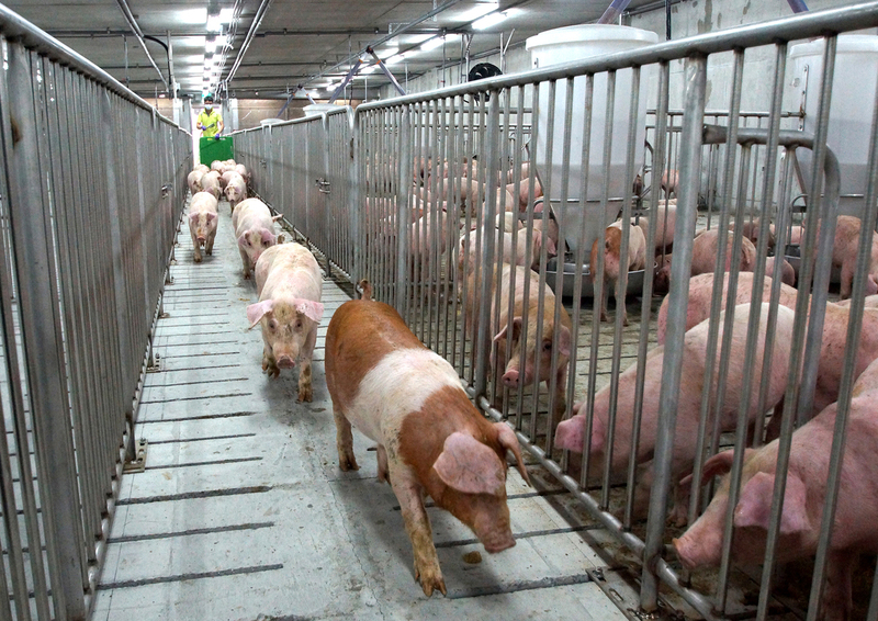 台灣於29日下午正式獲世界動物衛生組織（WOAH）授證認定為「豬瘟非疫國」，成為亞洲「三大豬病非疫區」國家，顯示台灣動物防疫與檢疫量能再獲國際肯定。（台糖提供） (圖：中央社)