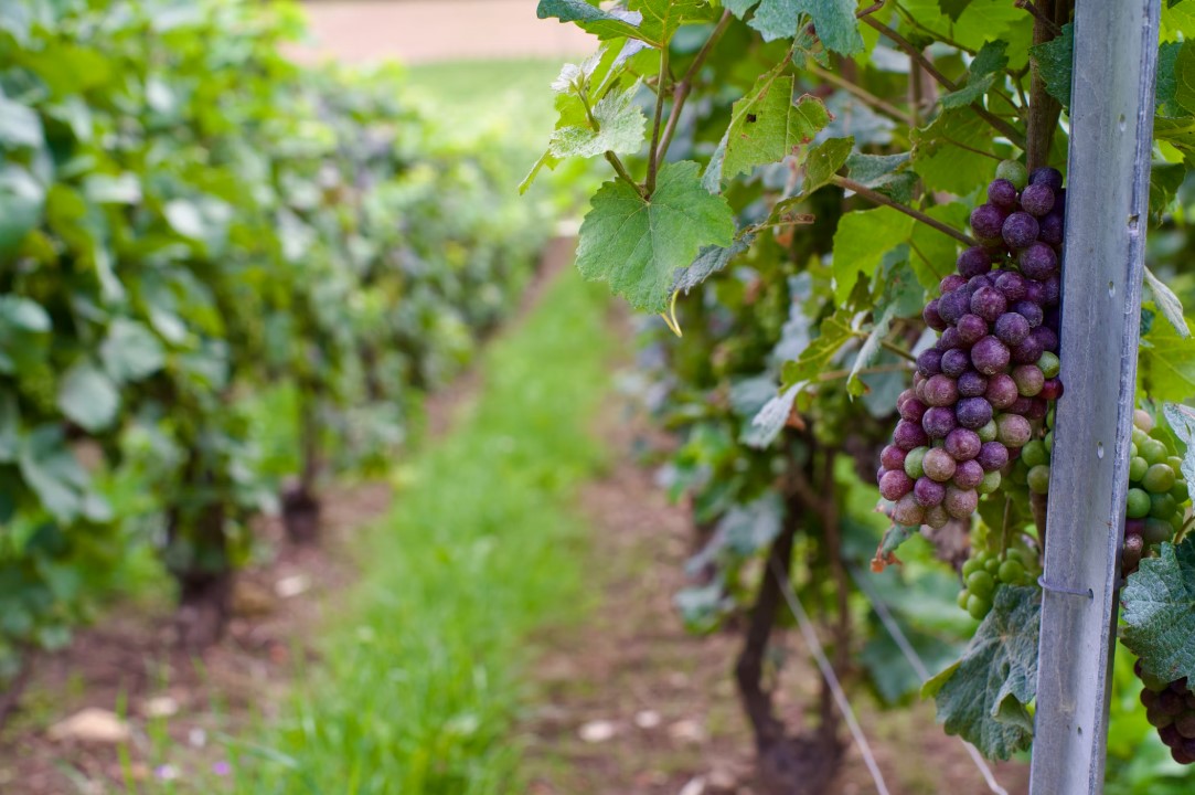 葡萄酒莊示意圖。(Unsplash圖庫)