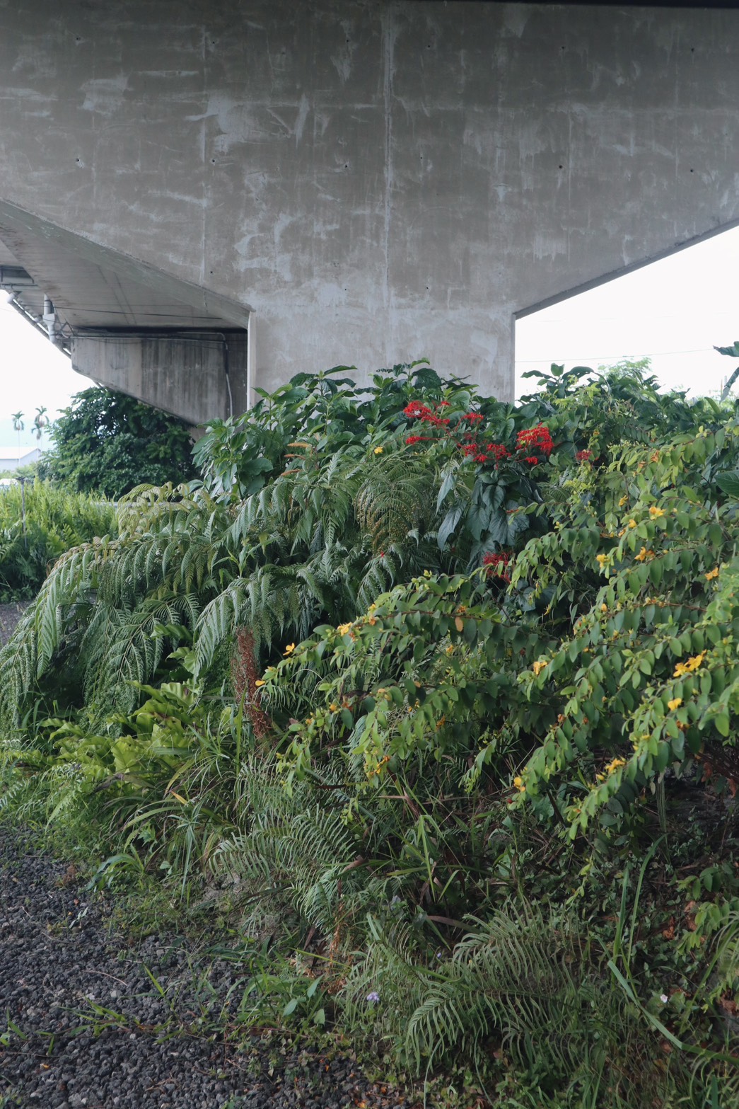 草本復興！選種草本植物倡議　因地制宜打造永續道路綠帶 episode artwork