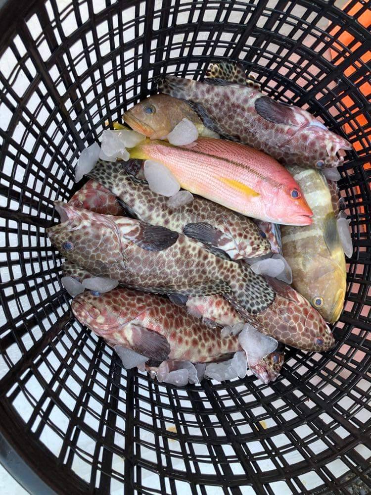 臺灣四面環海，魚的種類相當豐富