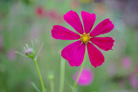 愛是勇氣的後頭厝