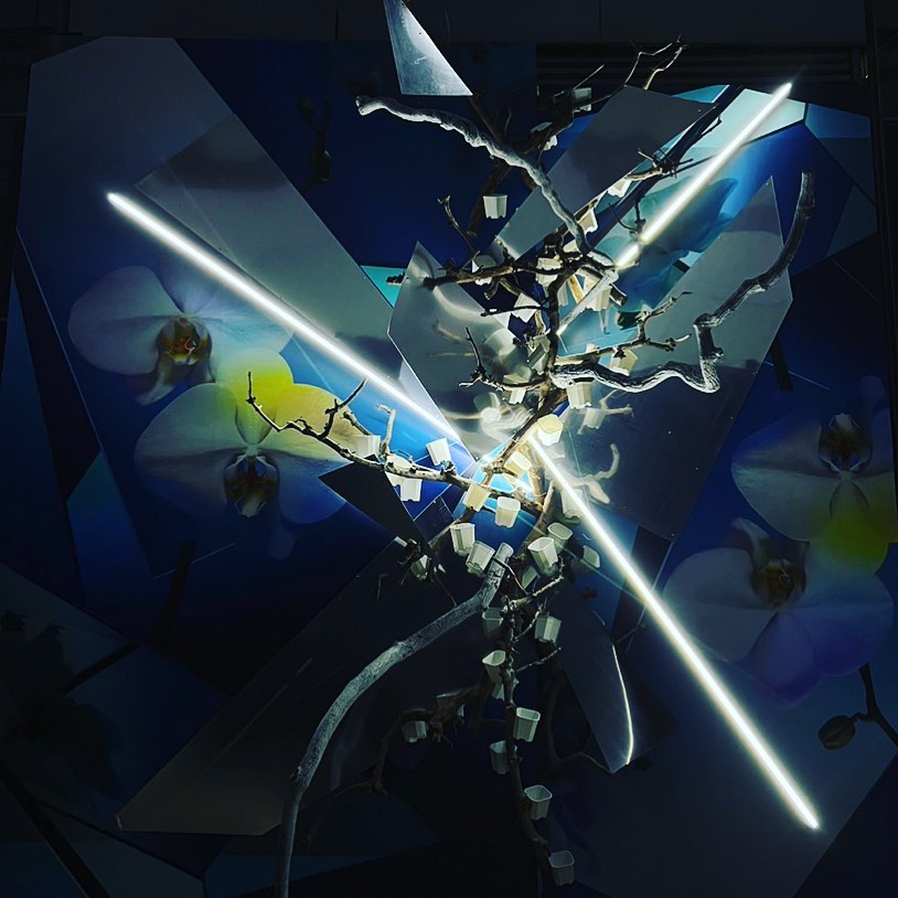 世界三大蘭展之一 台灣國際蘭展綻放實力