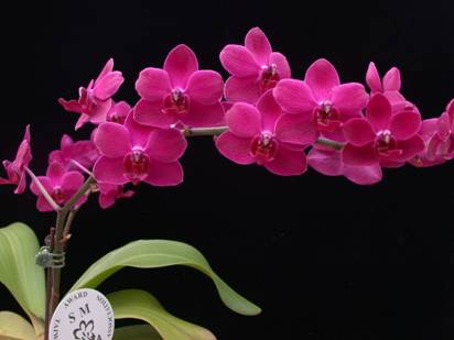 台灣國際蘭展香 蘭花新品種香水美人獲獎