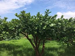 文旦變得很四季  花蓮農改場有一套