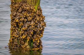 海藻達人蔡恭和