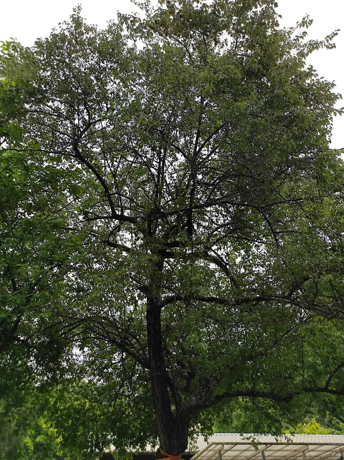 黃梅季節來唱黃梅調