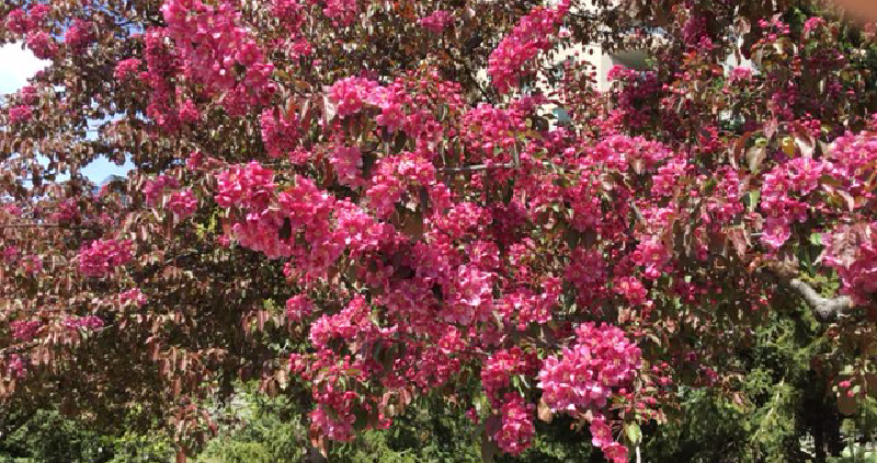 加拿大百花盛放（圖/加拿大黃宇先生提供）