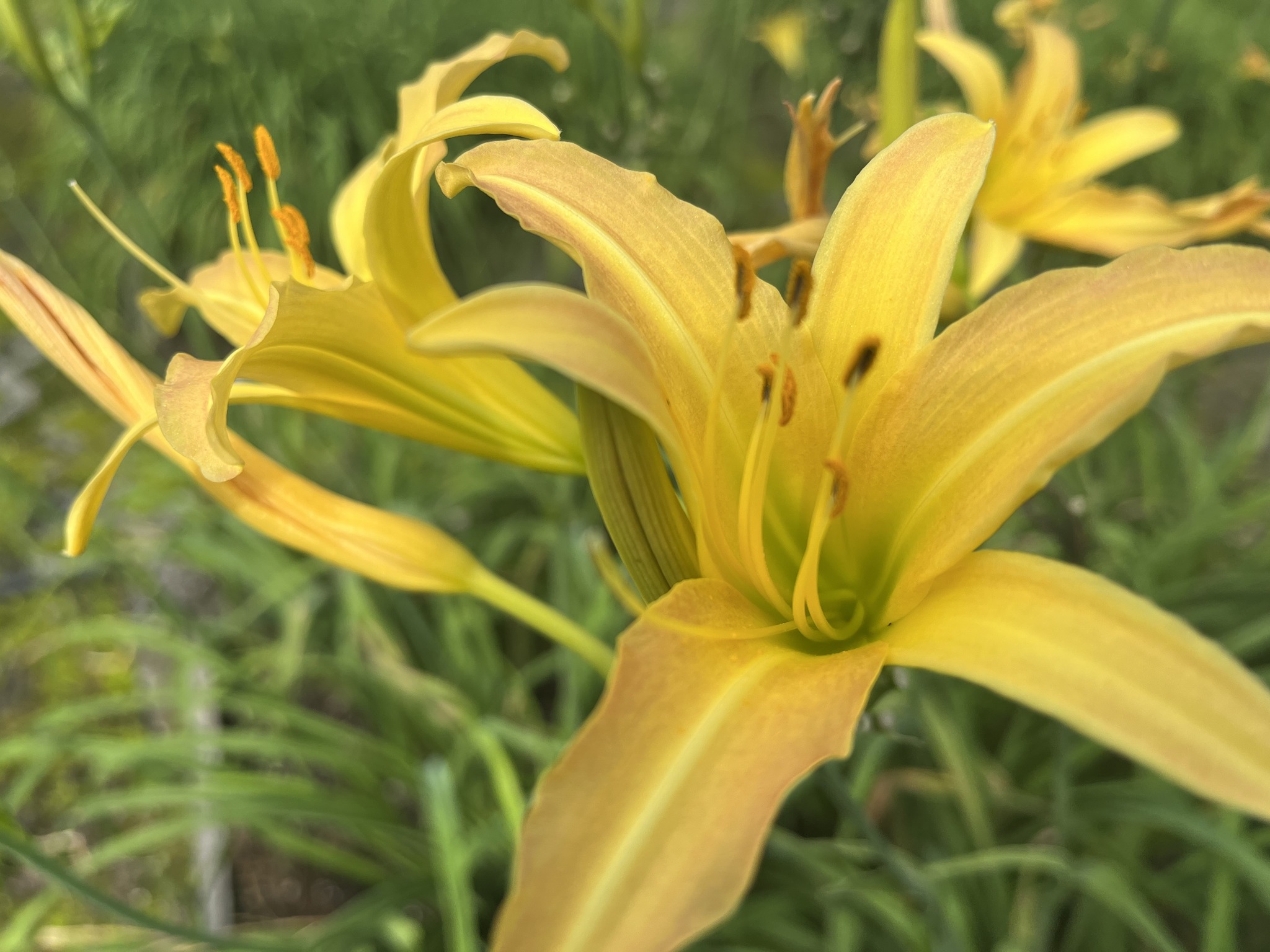 花蓮農改場的夏日新「萱」佈