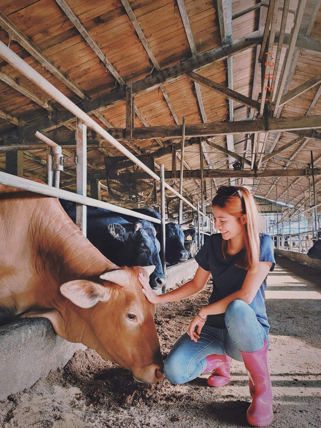 圖/取自FB「AV in Taiwan 」