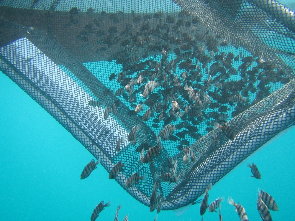 以放流代替錯誤的放生